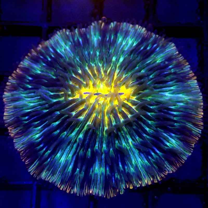 Unique Fungia