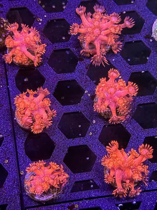 Red Goniopora Coral – Almost WYSIWYG