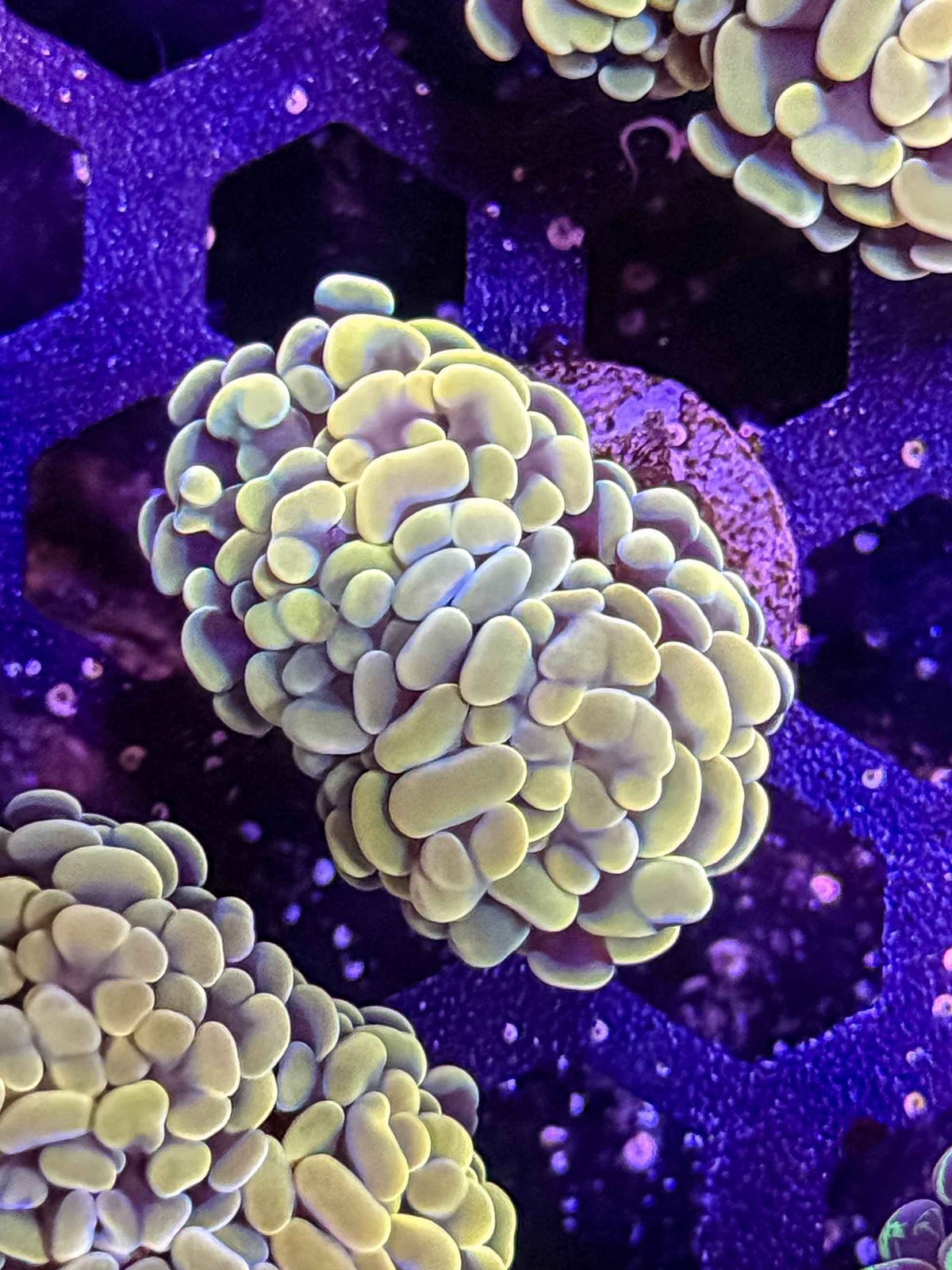 Gold/Yellow Hammer Coral – WYSIWYG #2