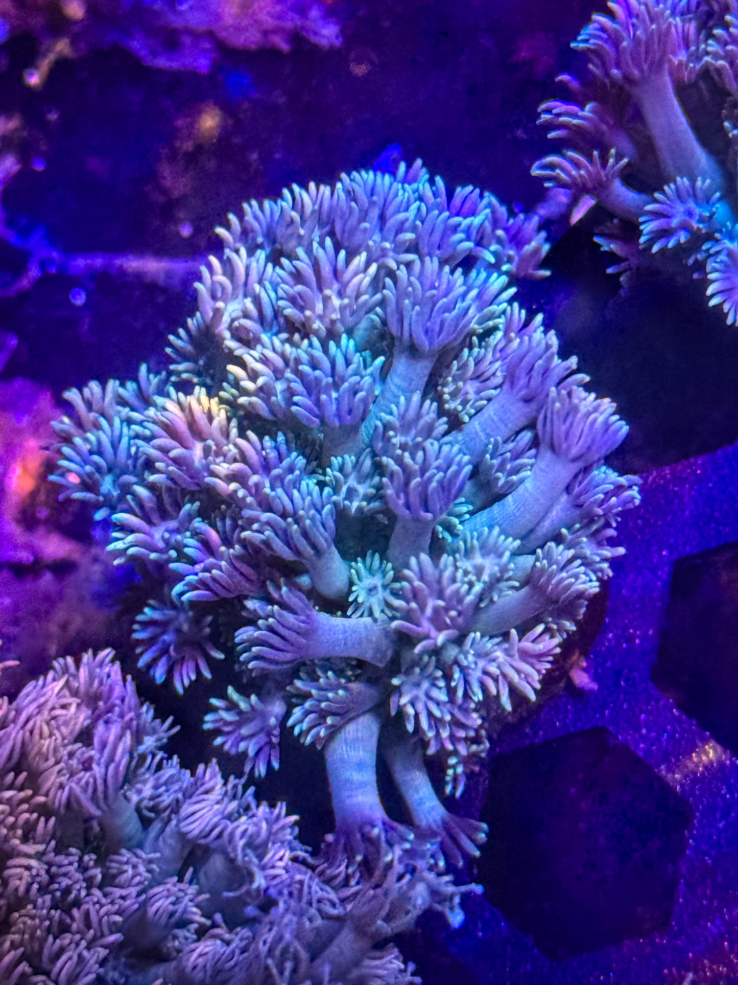 Goniopora