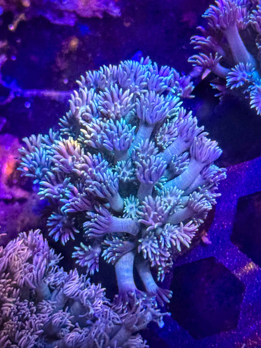 Goniopora