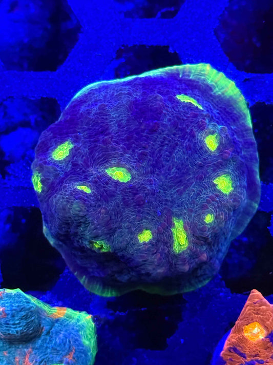 Chalice Coral