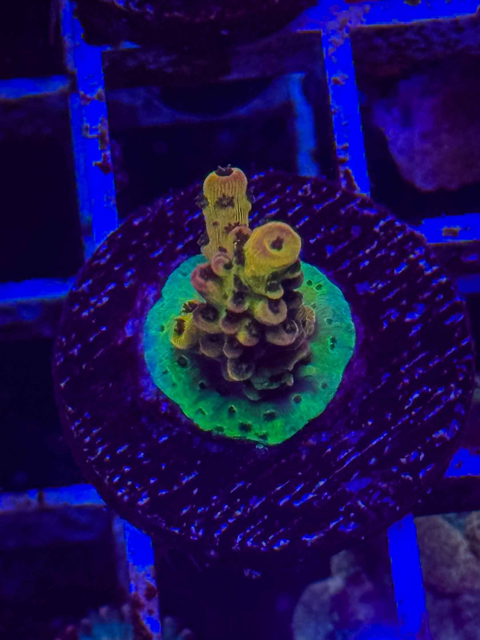 PC Rainbow Acropora (small)