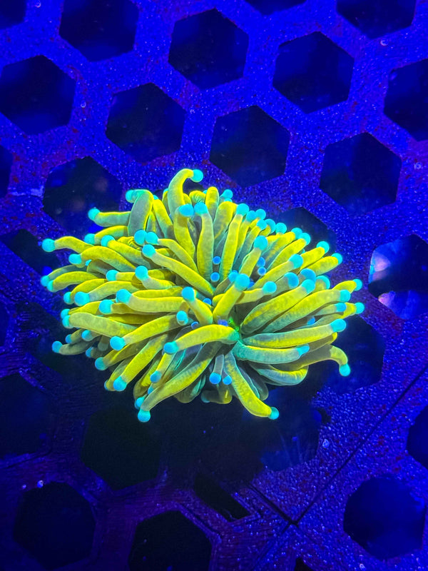 Blue Tip Malaysian Holy Grail Torch Coral – WYSIWYG live Euphyllia from Gem State Corals