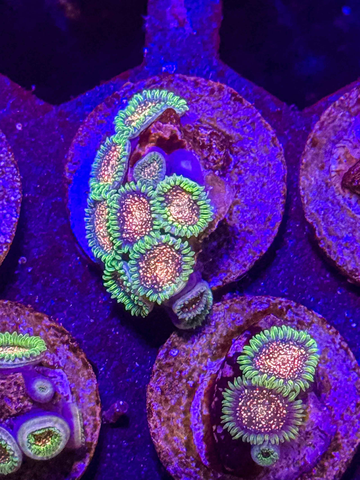 Cosmic Combustions Zoanthids – Almost WYSIWYG (1–3+ Polyps)