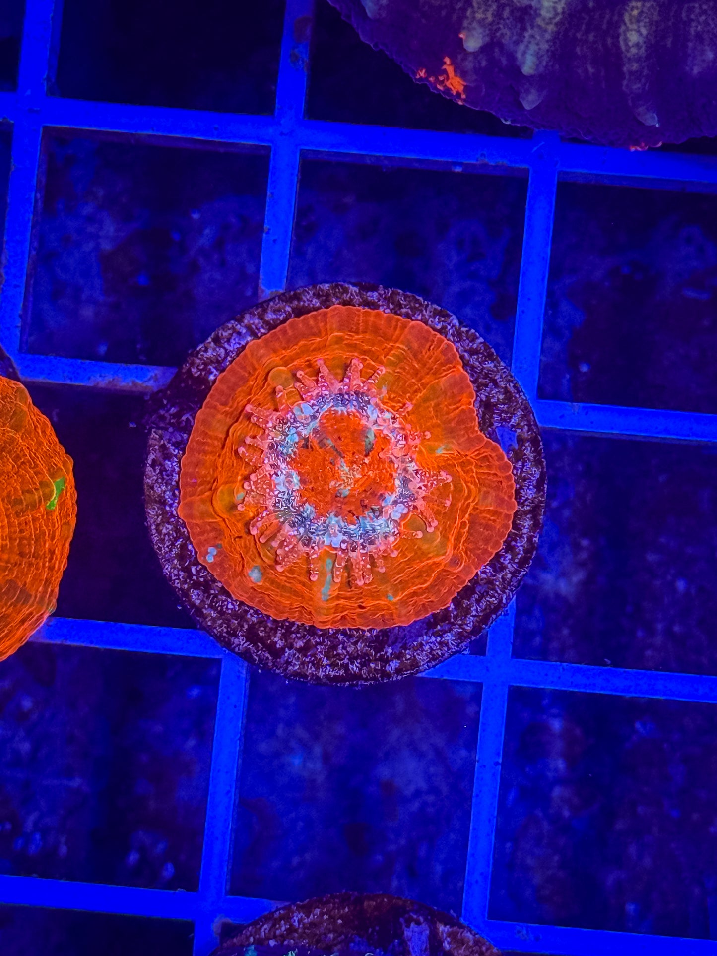 Captive Spawned Scolymia