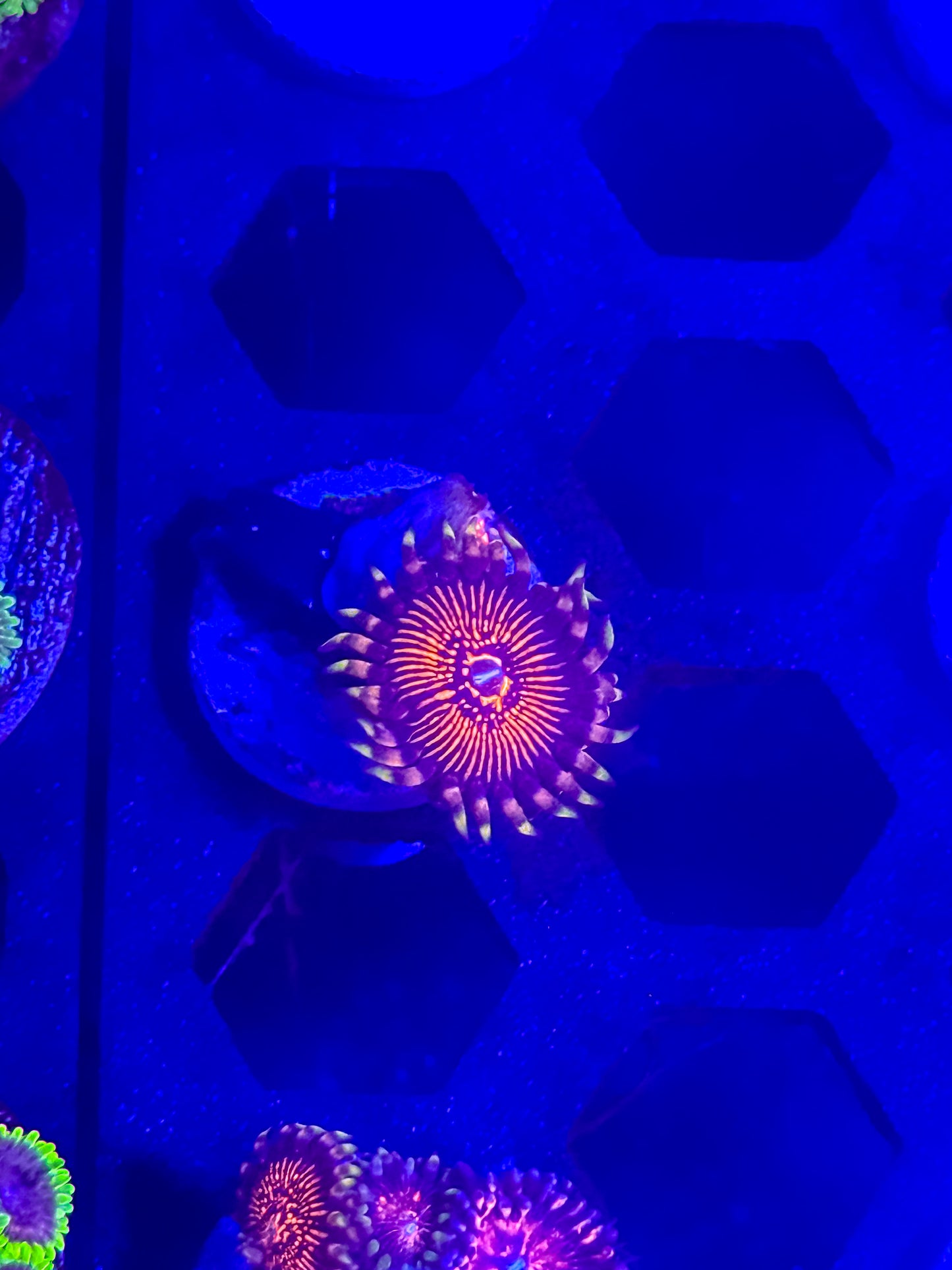 Arc Nightcrawlers Zoas