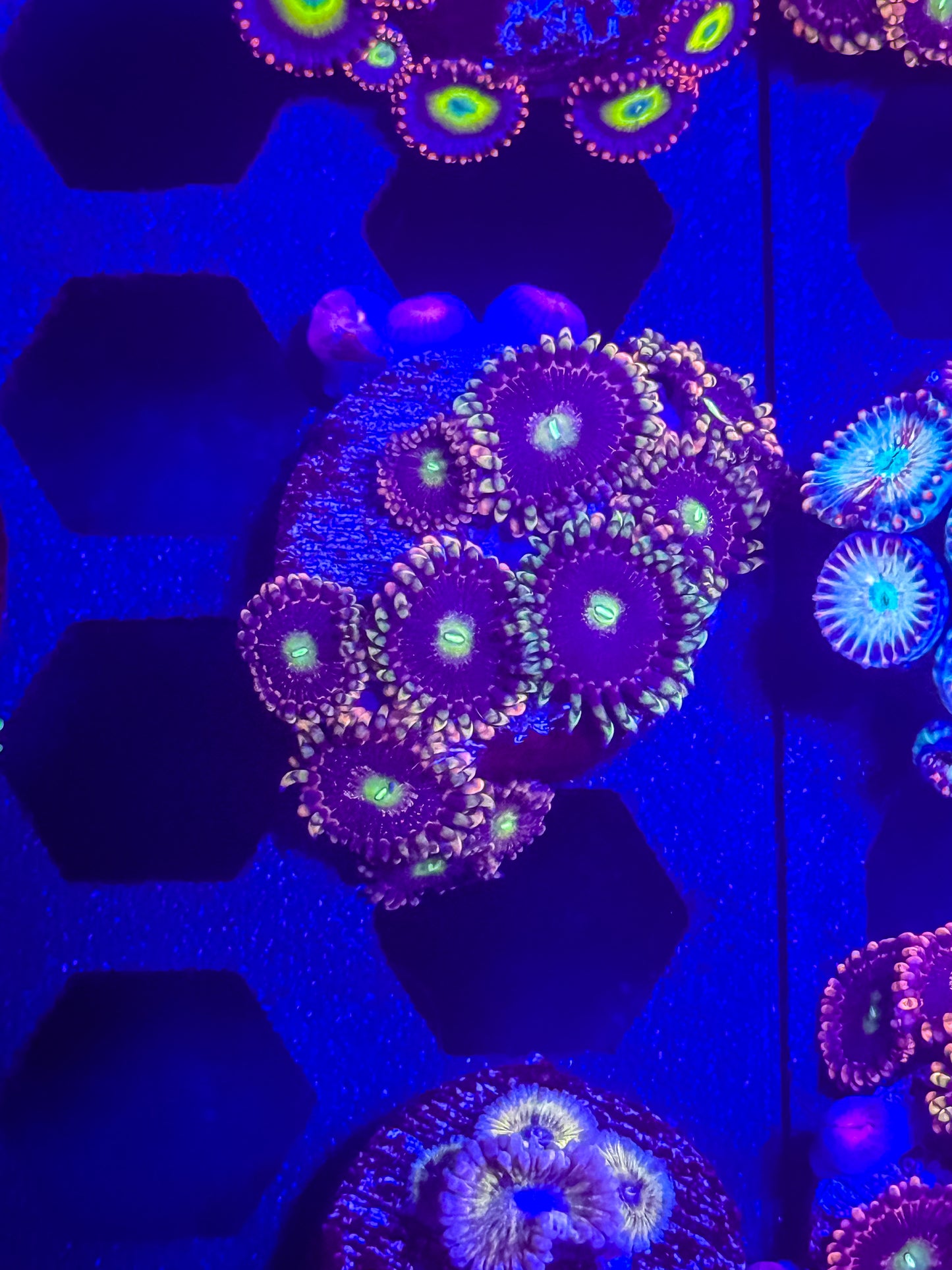 CK Bozo’s Birthday Zoas