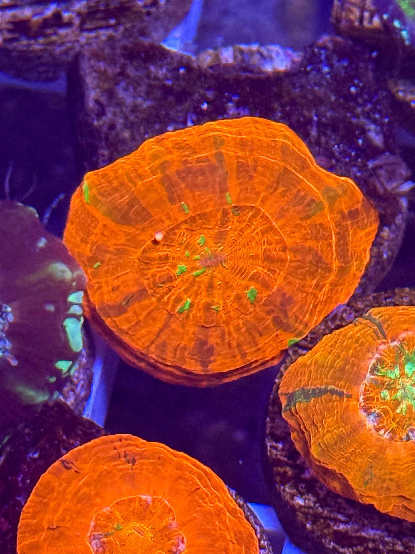 Captive Spawned Scolymia