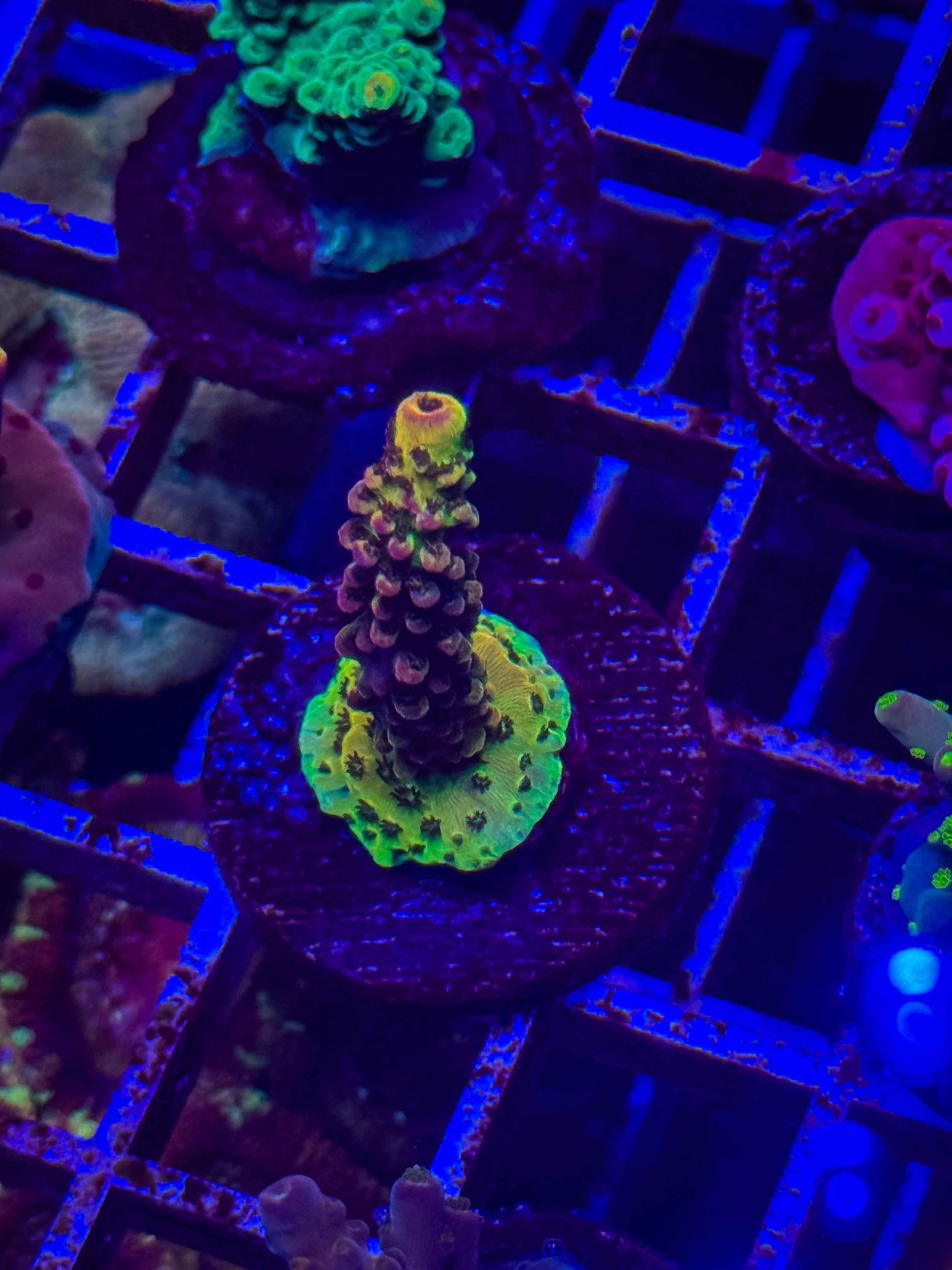 PC Rainbow Acropora
