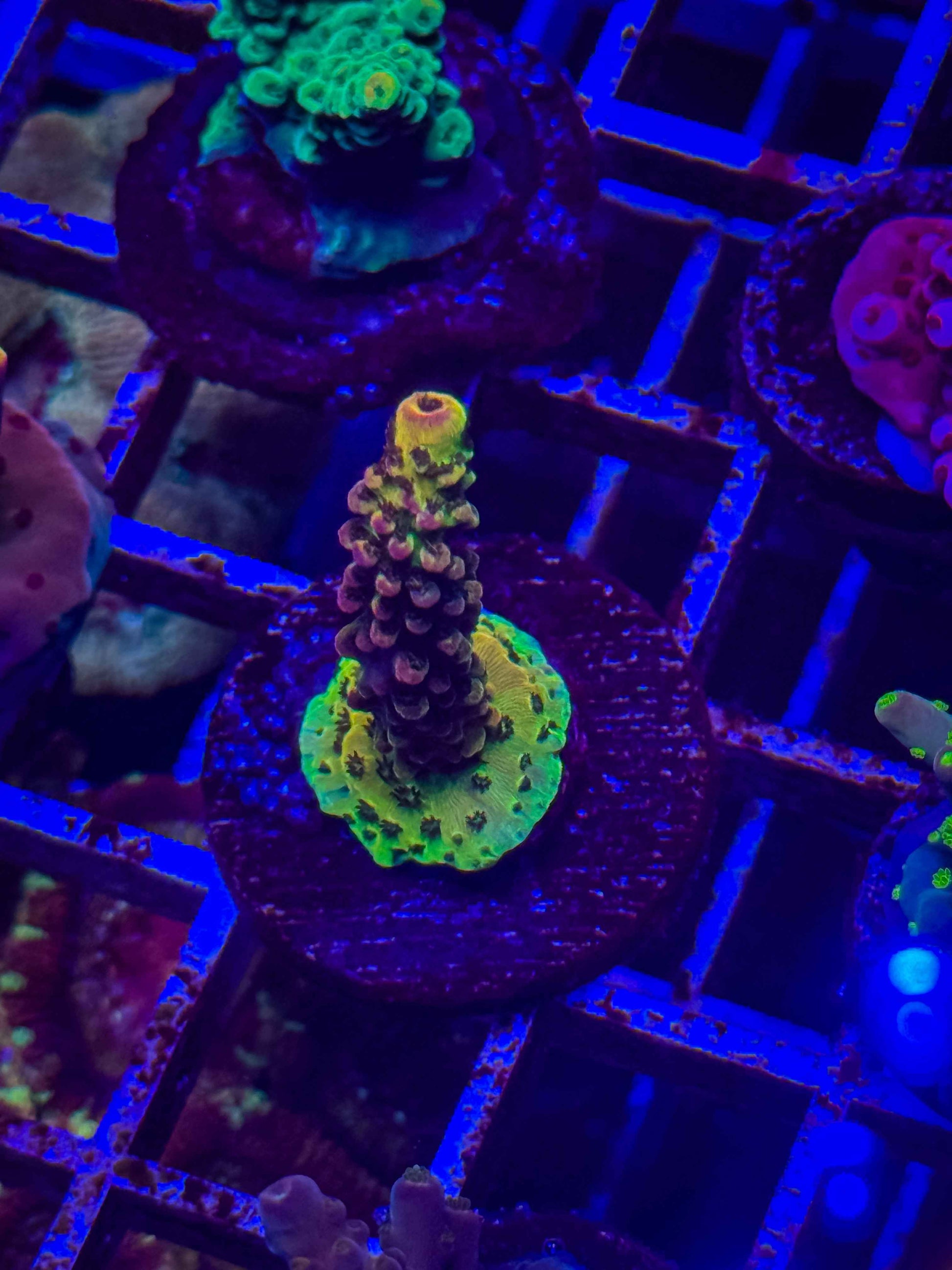 PC Rainbow Acropora