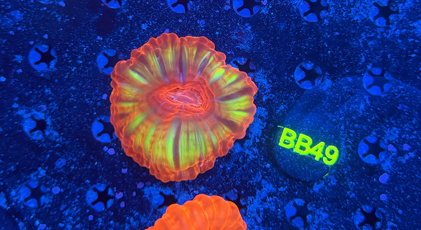 Ultra Cynarina Coral