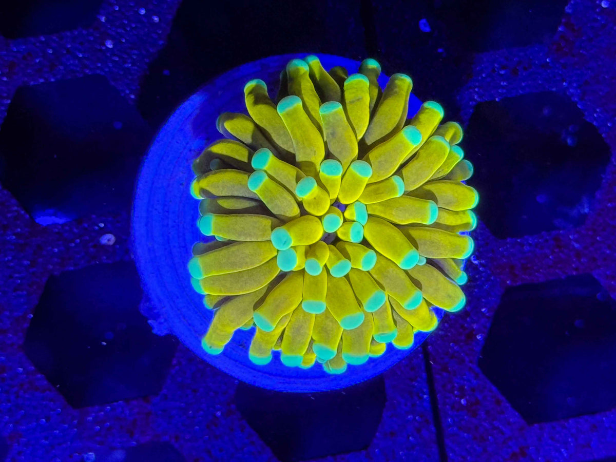 Banana Torch Coral – WYSIWYG