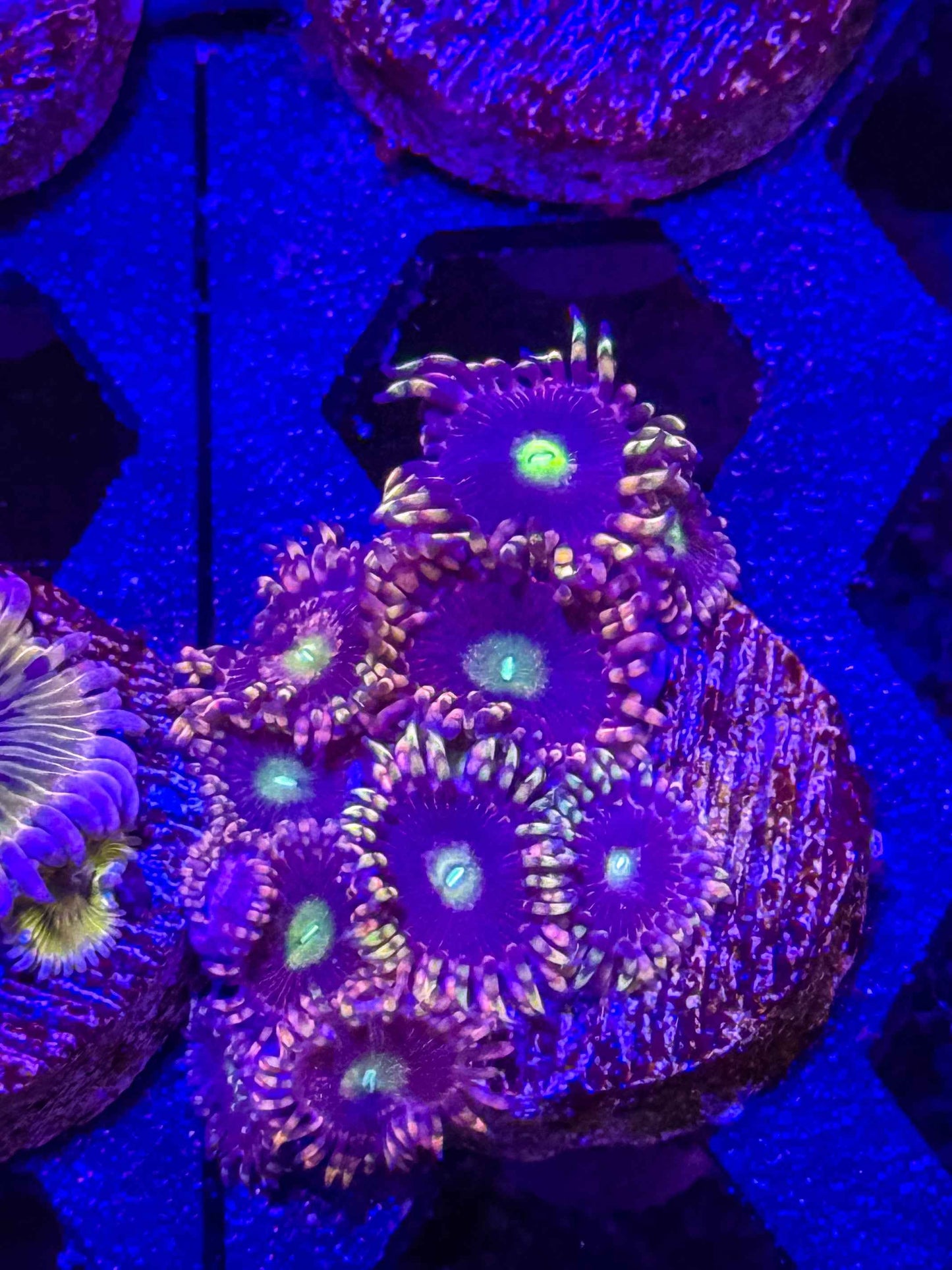 Antimatter Zoa