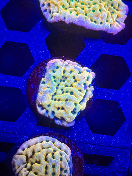 JF Beach Bum Montipora – WYSIWYG #4