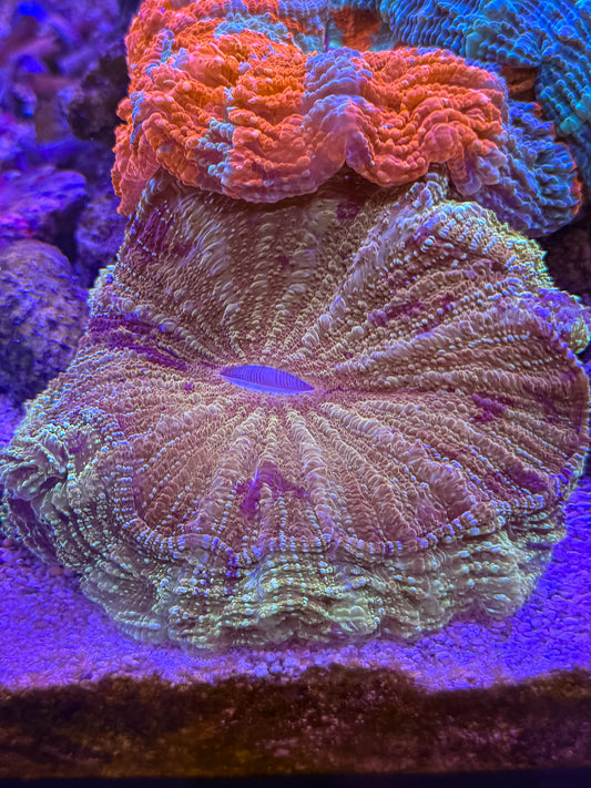 Indo Rainbow Acanthophyllia
