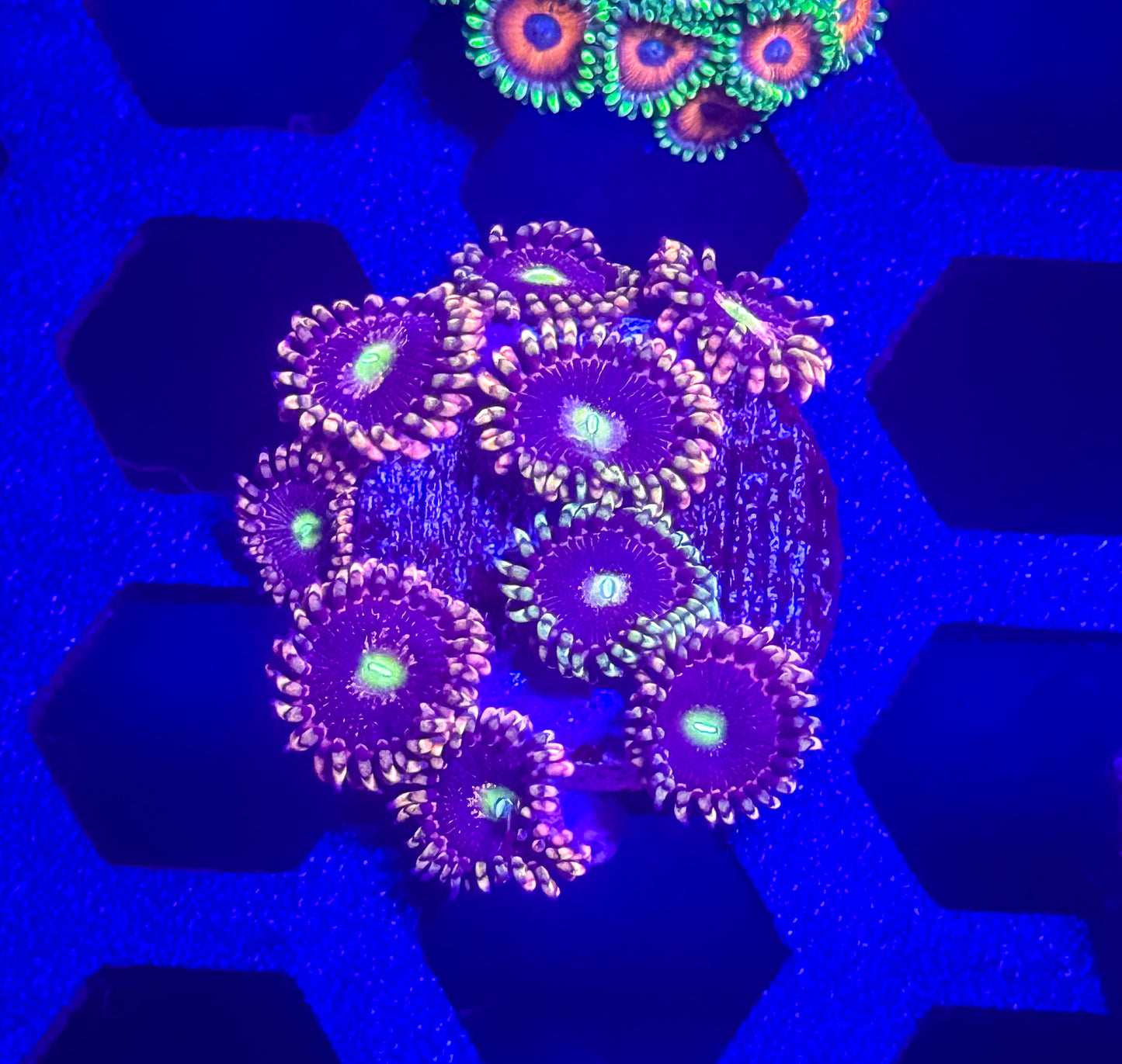 CK Bozo’s Birthday Zoas