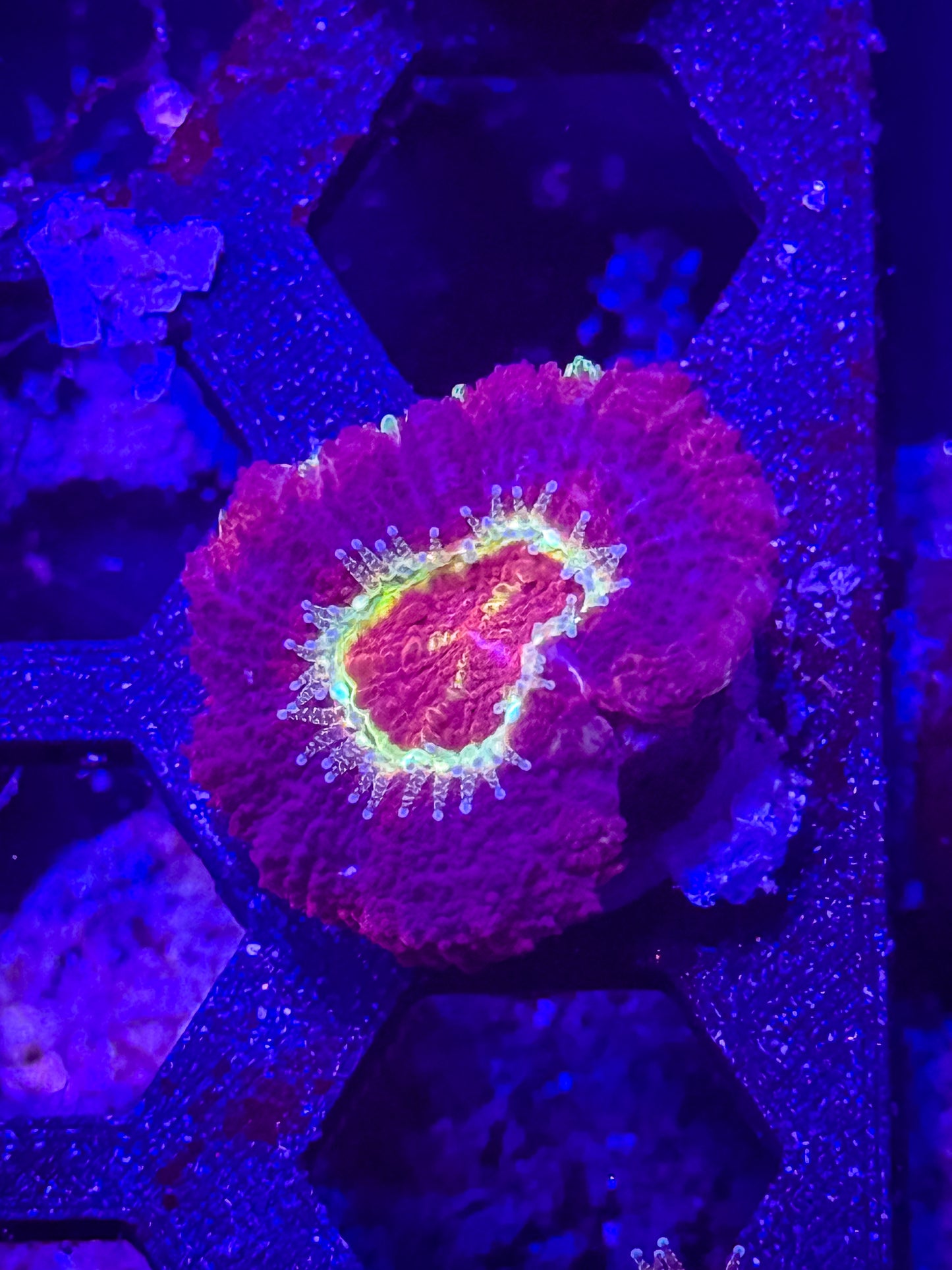 Malaysian Acan Lord