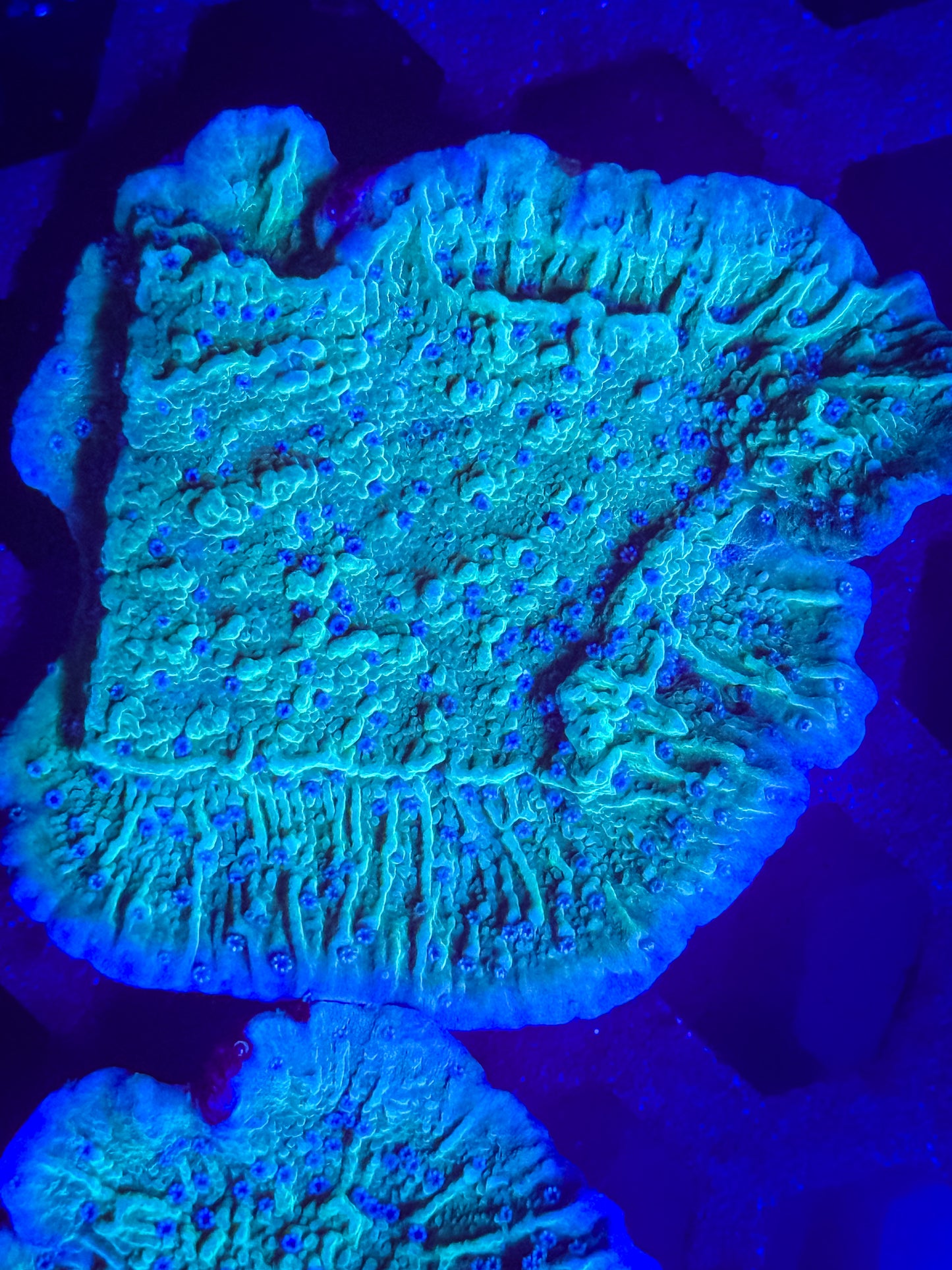 Blue Polyp Monti Cap