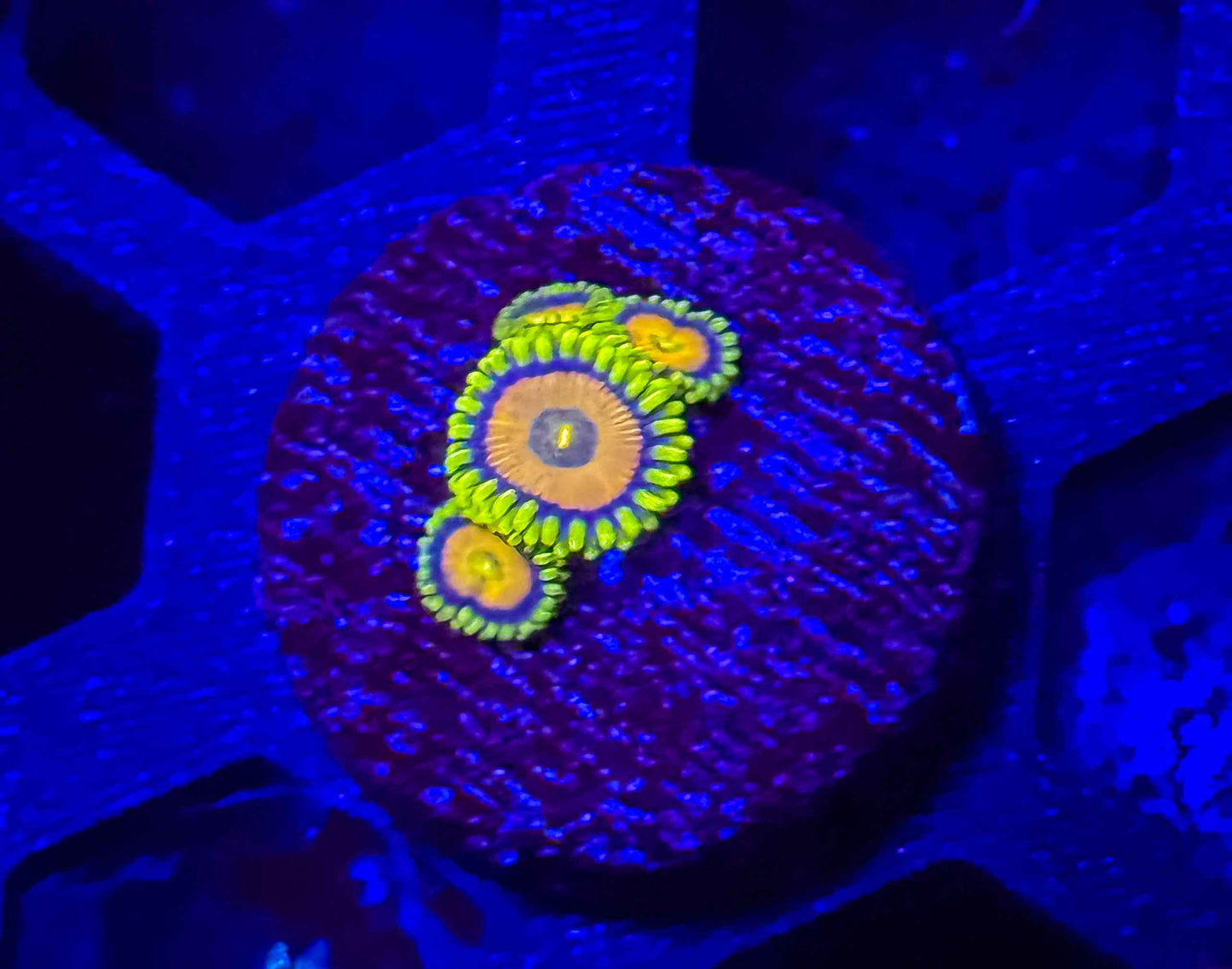 Spongebob Zoas