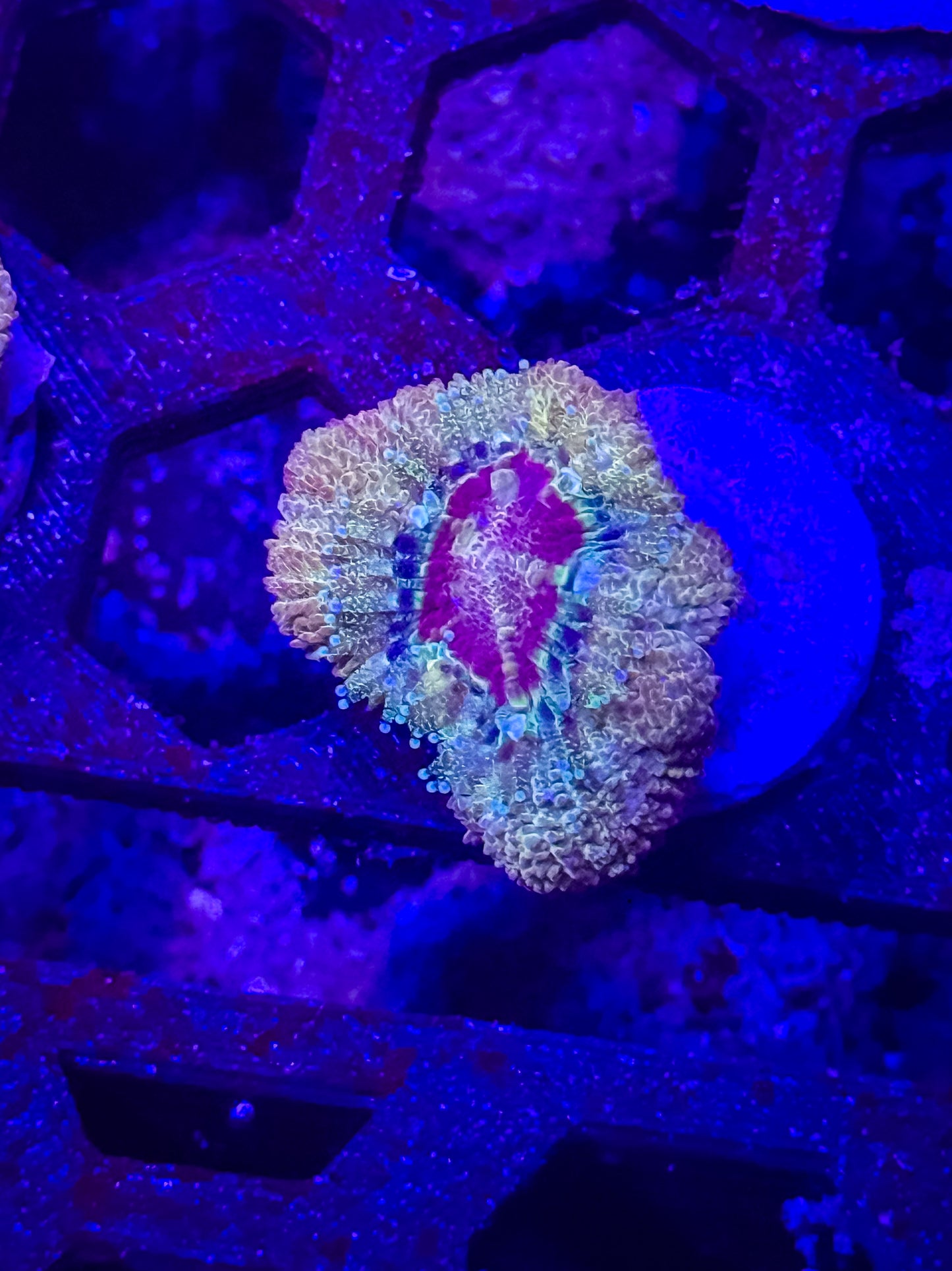 GS Red Dead Redemption Malaysian Acan Lord