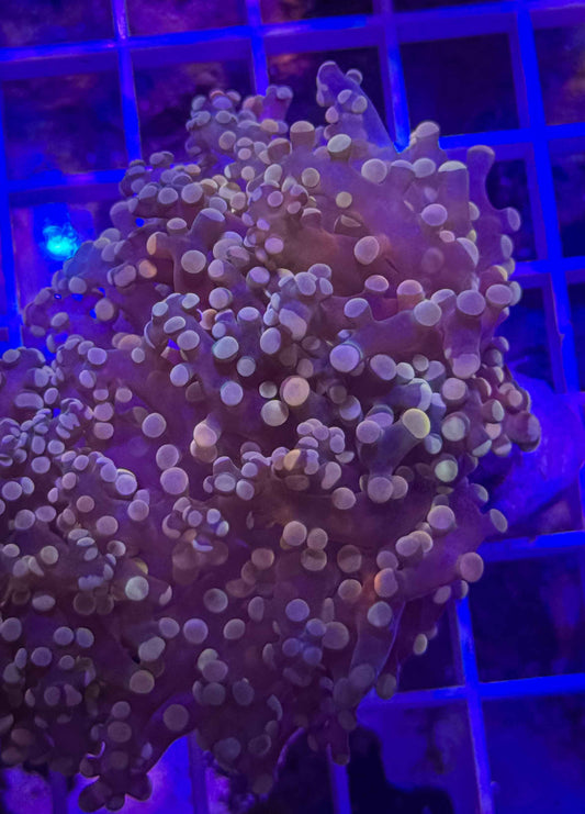 Peach Frogspawn