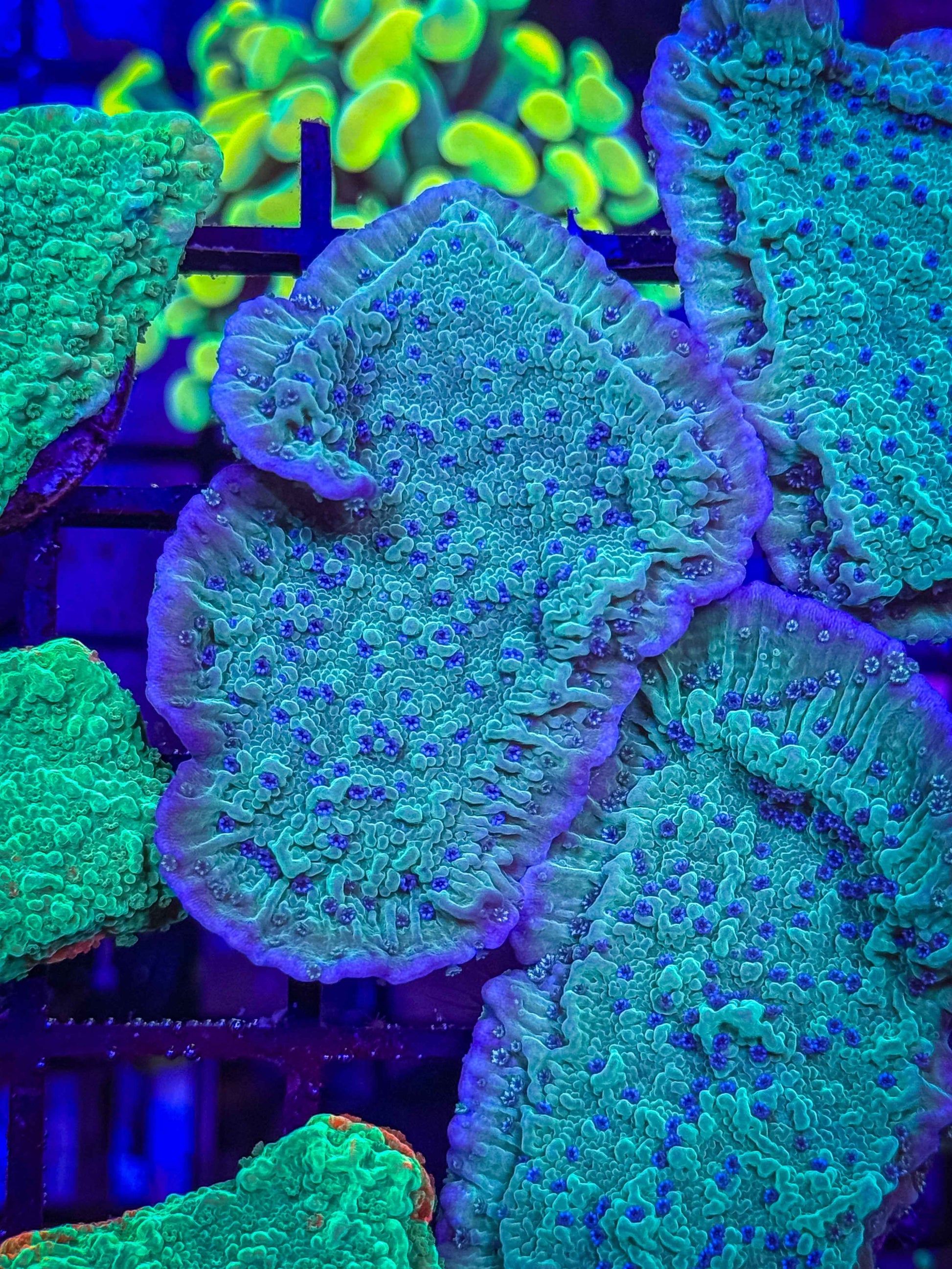 Blue Polyp Green Monti Cap