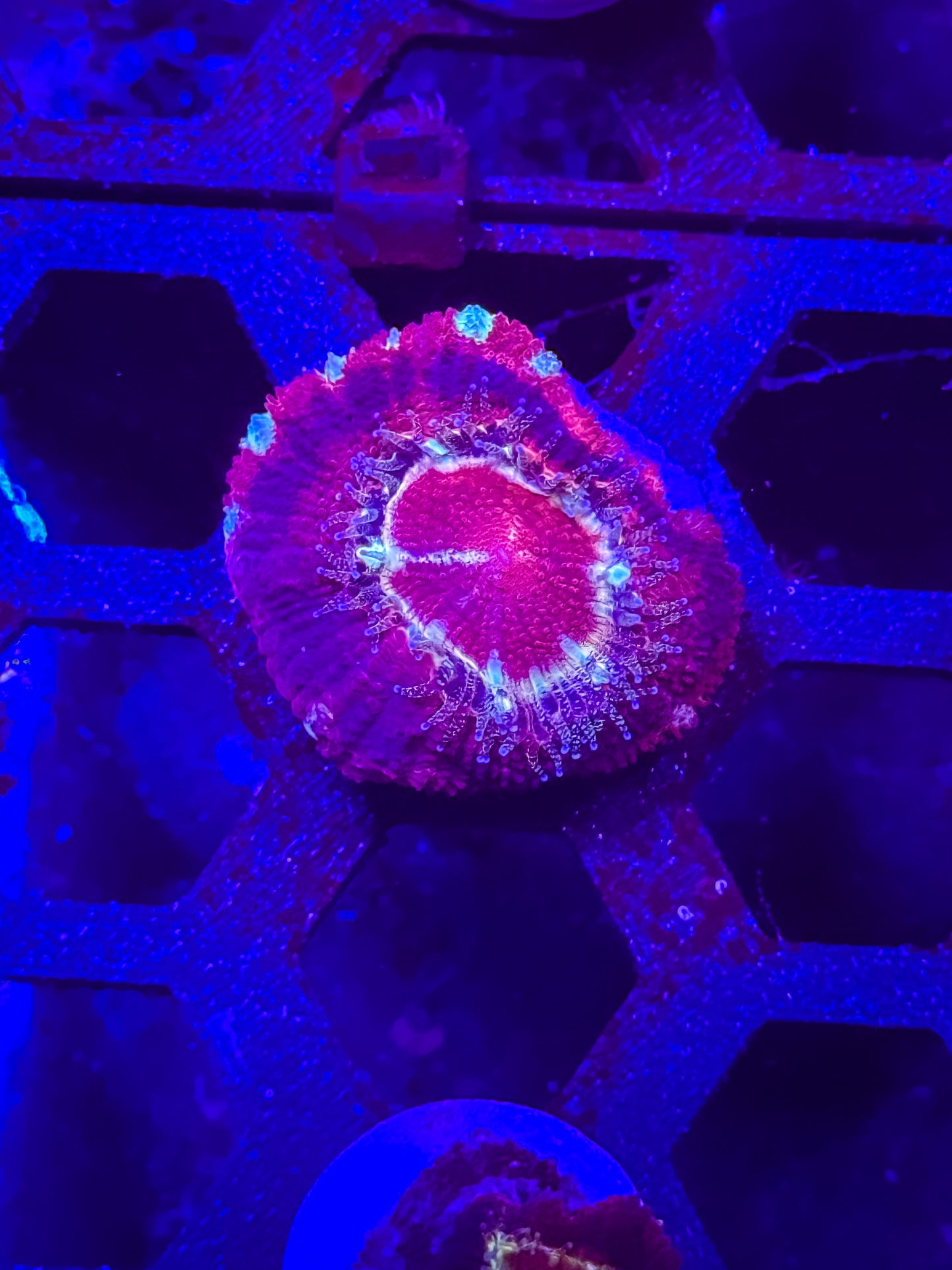 Malaysian Acan Lord