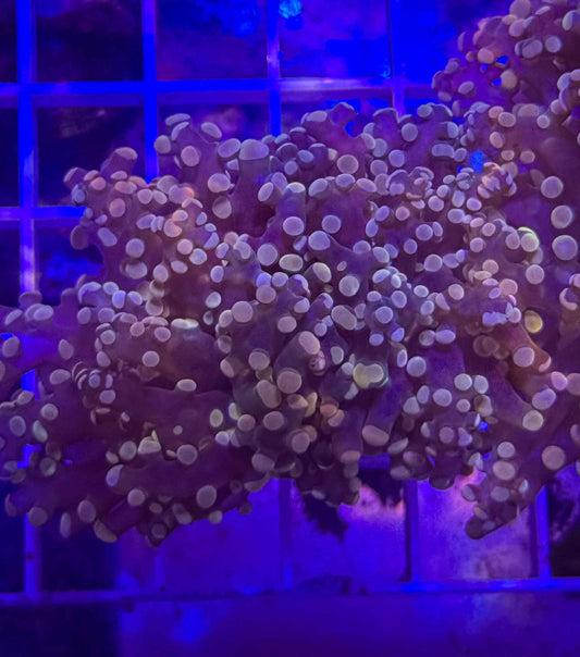 Peach Frogspawn