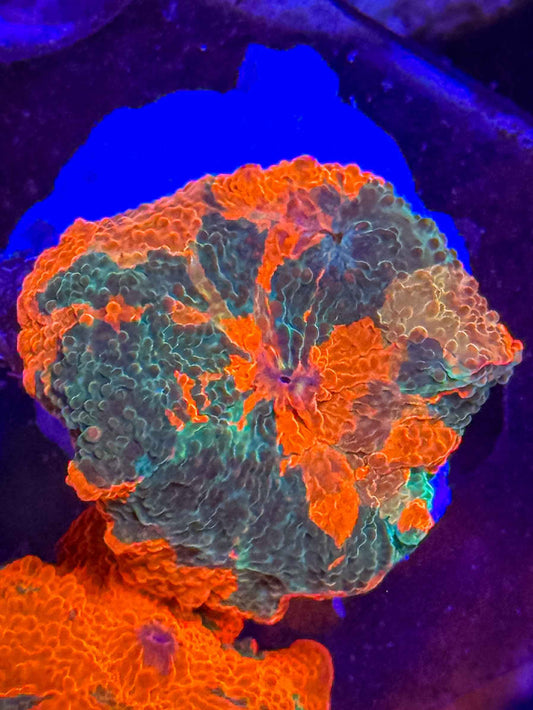 Insane Candy Crush Electus Mushroom 4 Colors