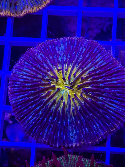 Fungia Plate