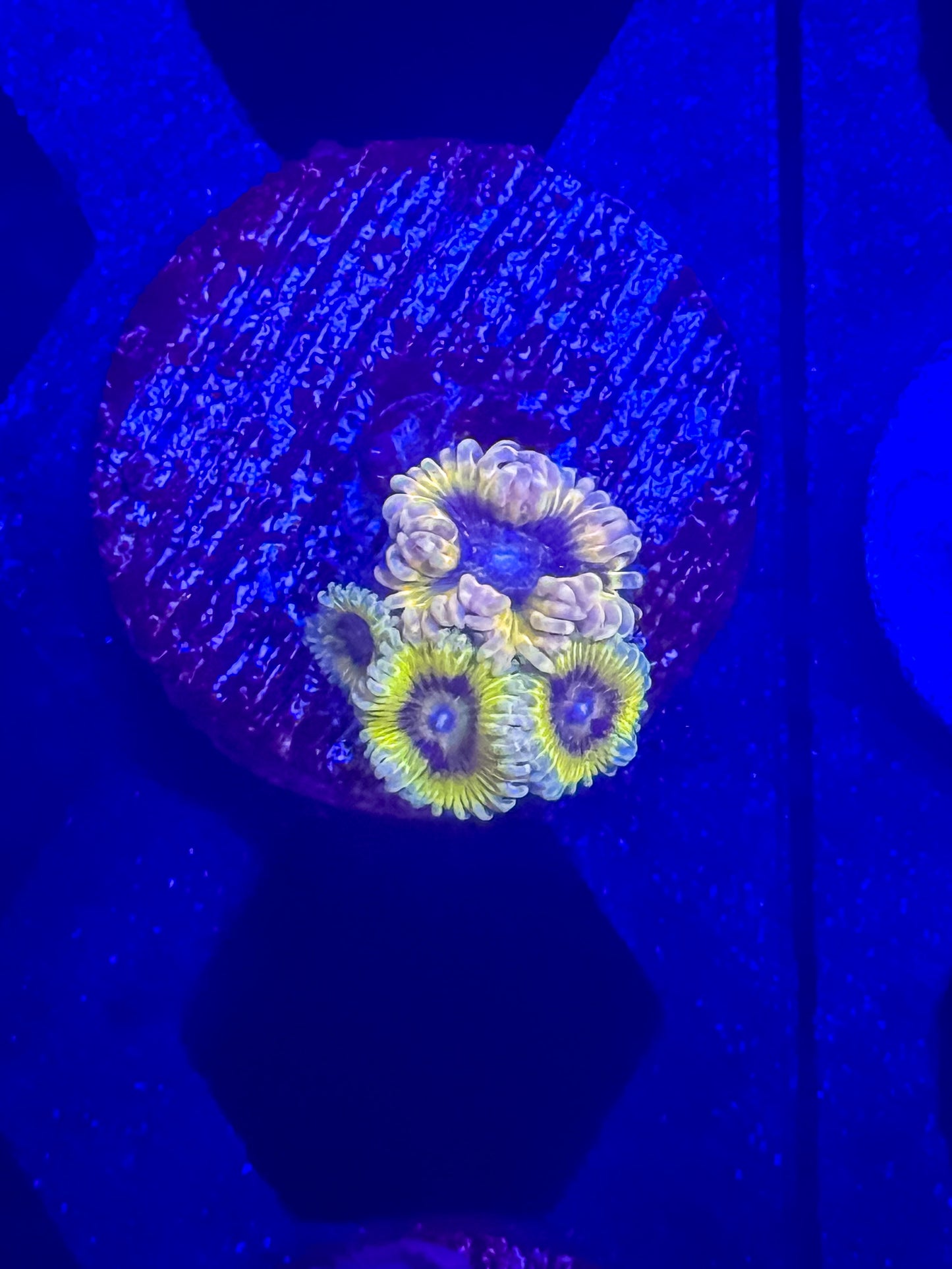 Chiquita zoas