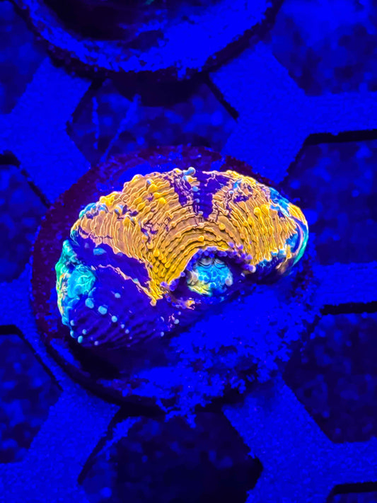 GS Boogeyman Echinata live coral – Gem State Corals