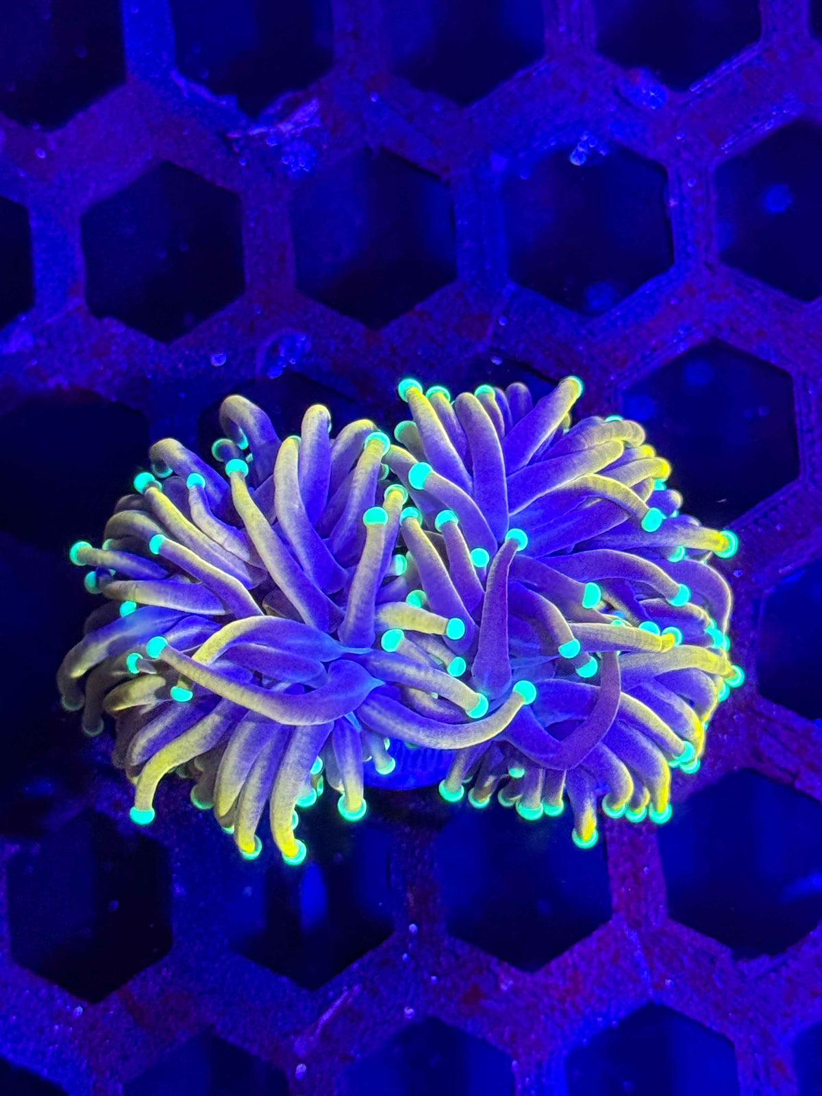 Indo Gold Torch Coral – 2 Polyps – WYSIWYG