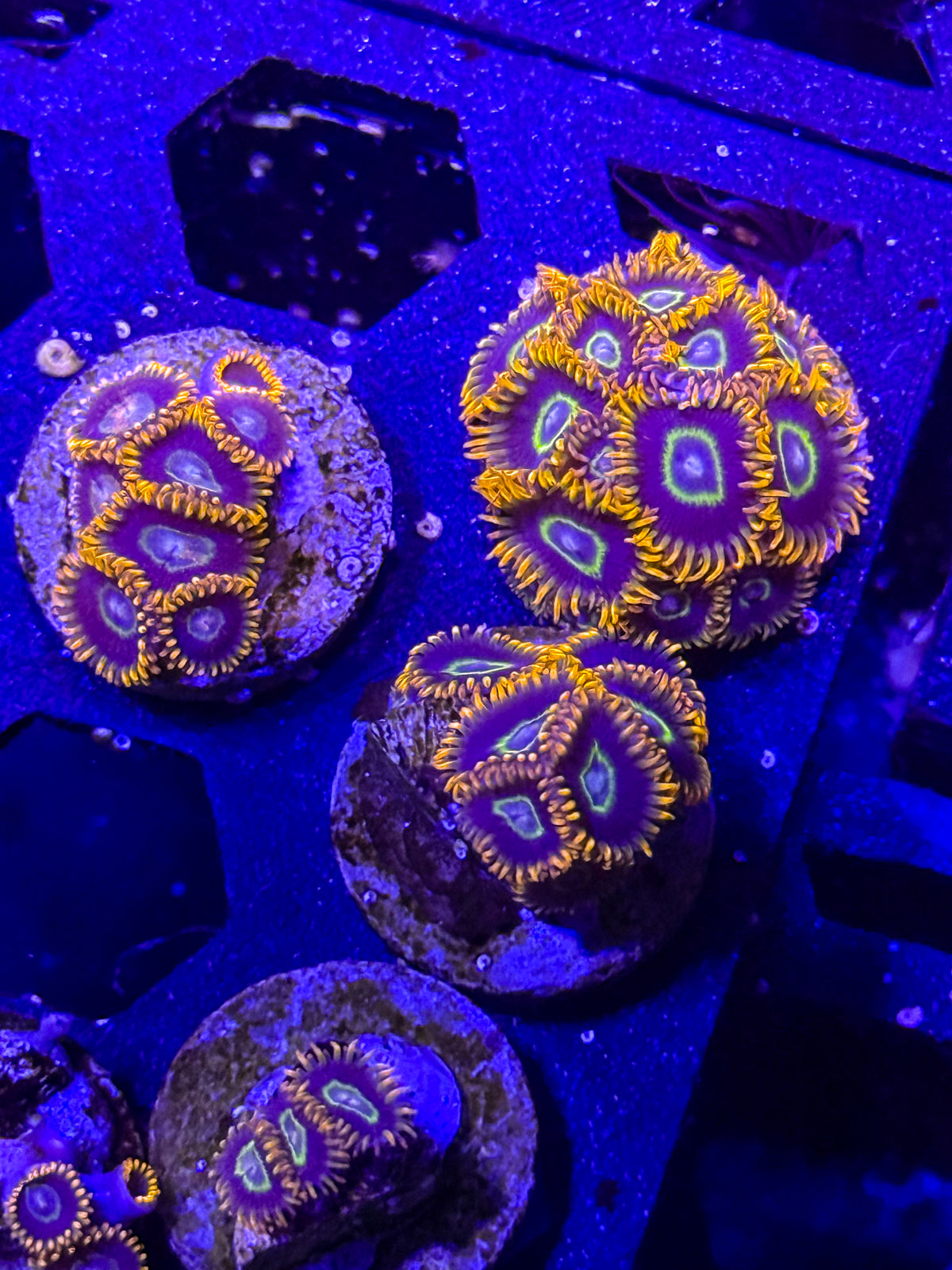 Rainbow Hornet Zoanthids – Almost WYSIWYG (1–3+ Polyps)