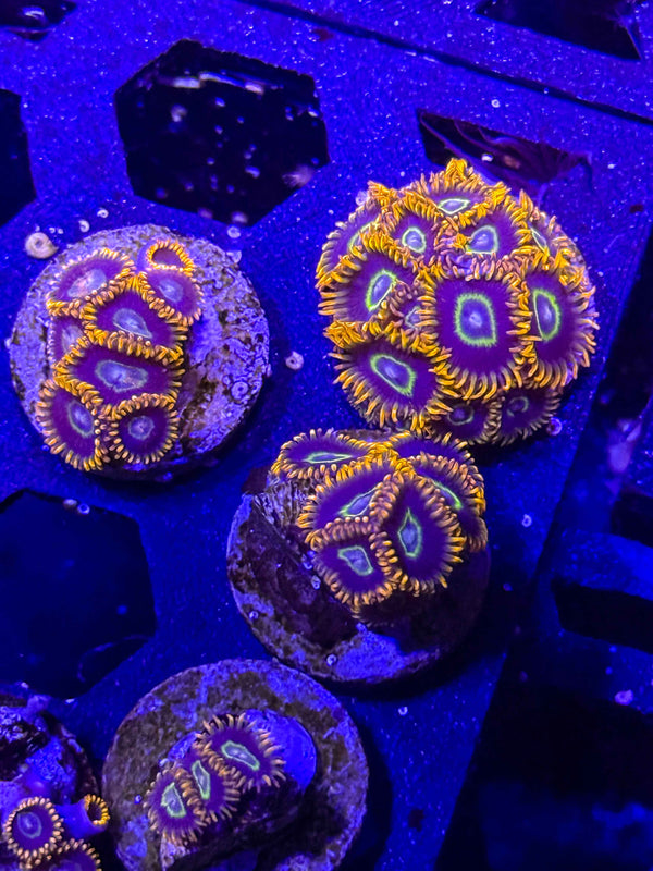 Rainbow Hornet Zoanthids – Almost WYSIWYG (1–3+ Polyps)