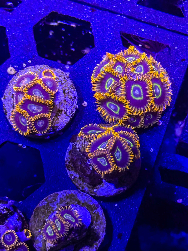 Rainbow Hornet Zoanthids – Almost WYSIWYG (1–3+ Polyps)