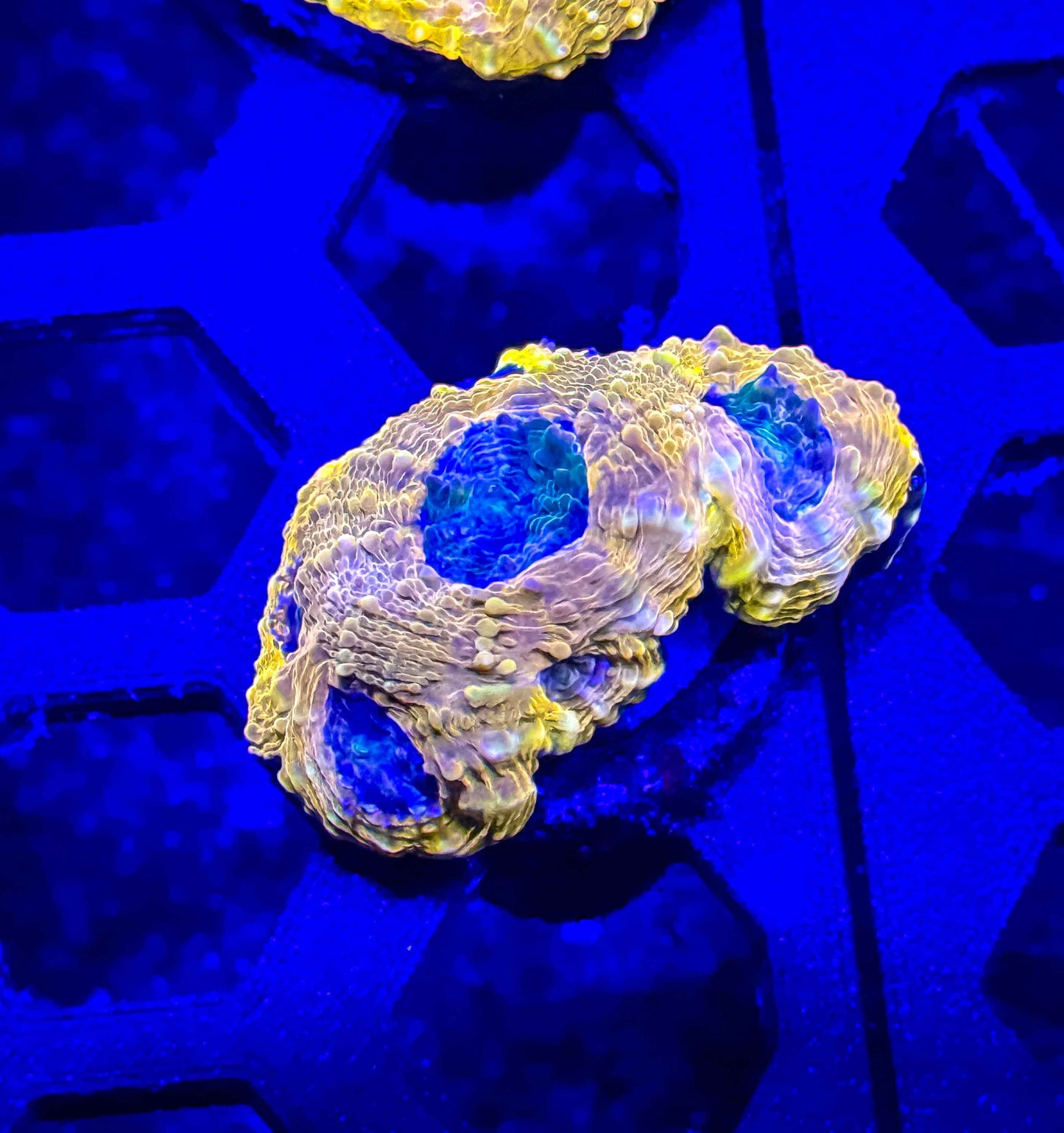 Agent Orange Acan Echinata