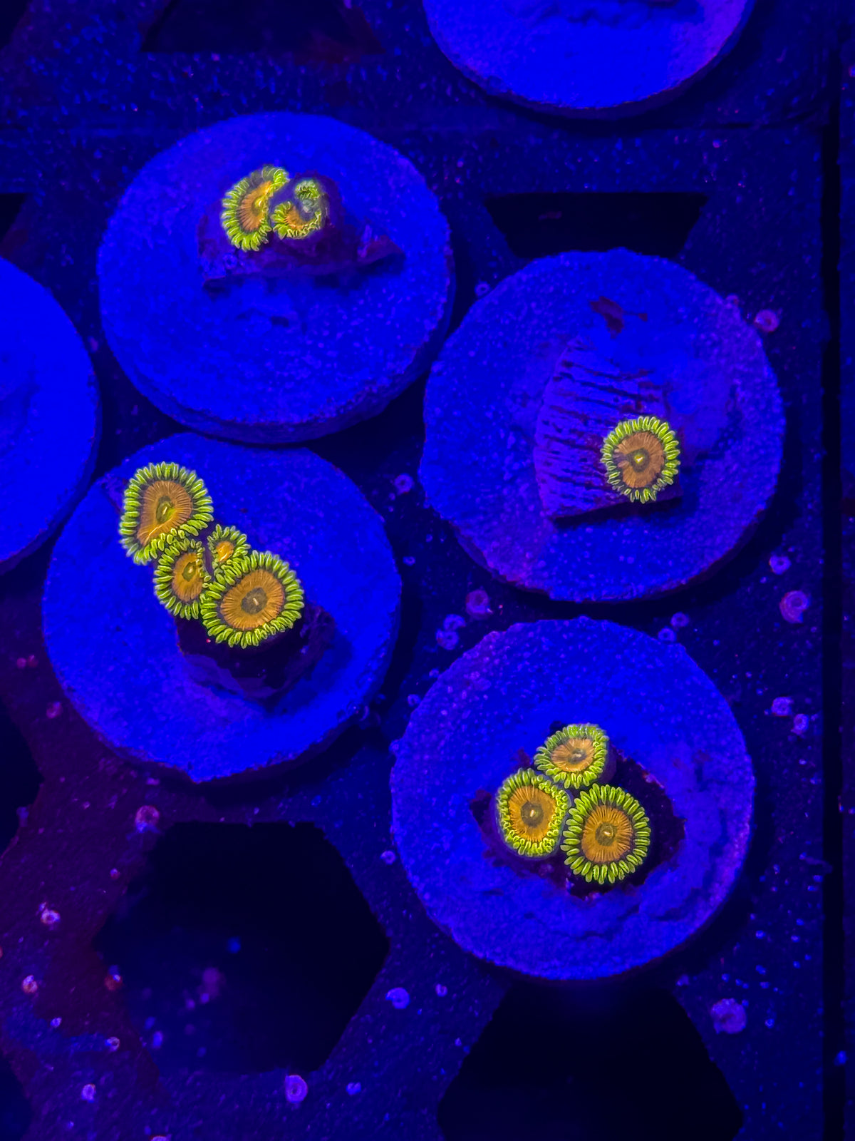 Spongebob Zoanthids – Almost WYSIWYG (1–3 Polyps)