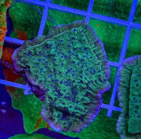 Blue Polyp Green Monti Cap