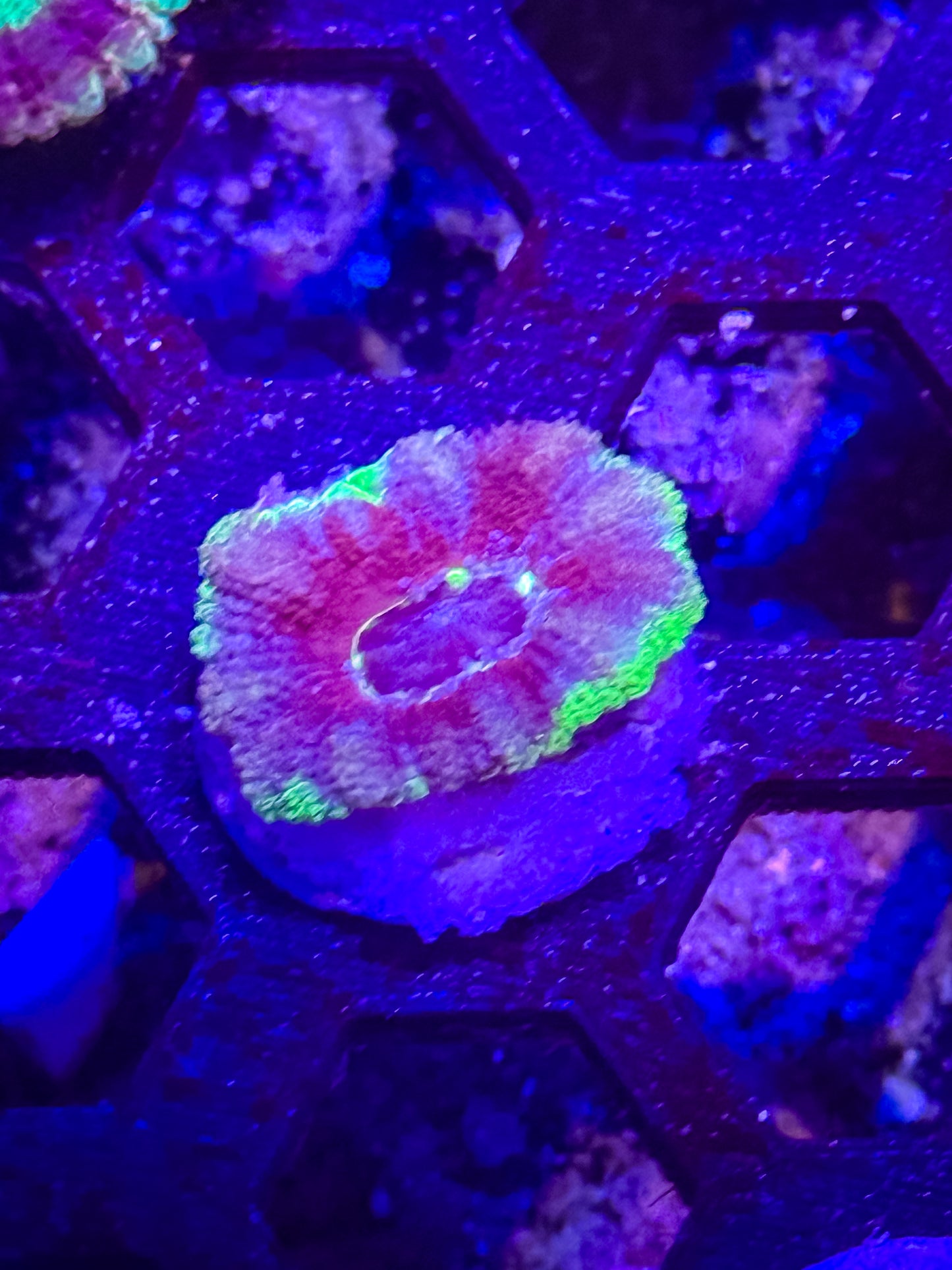 GS Space Punk Malaysian Acan Lord