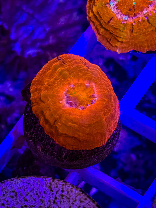 Captive Spawned Scolymia