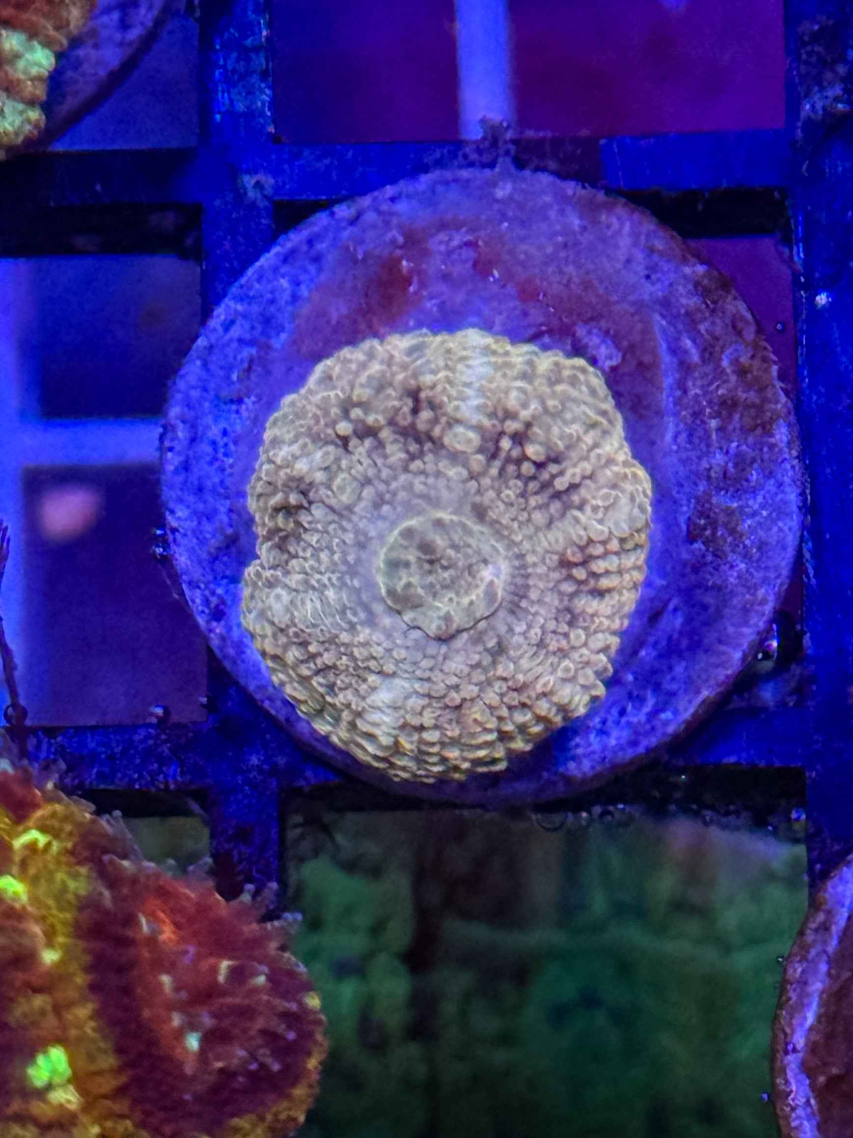 GS Goldrush Acan