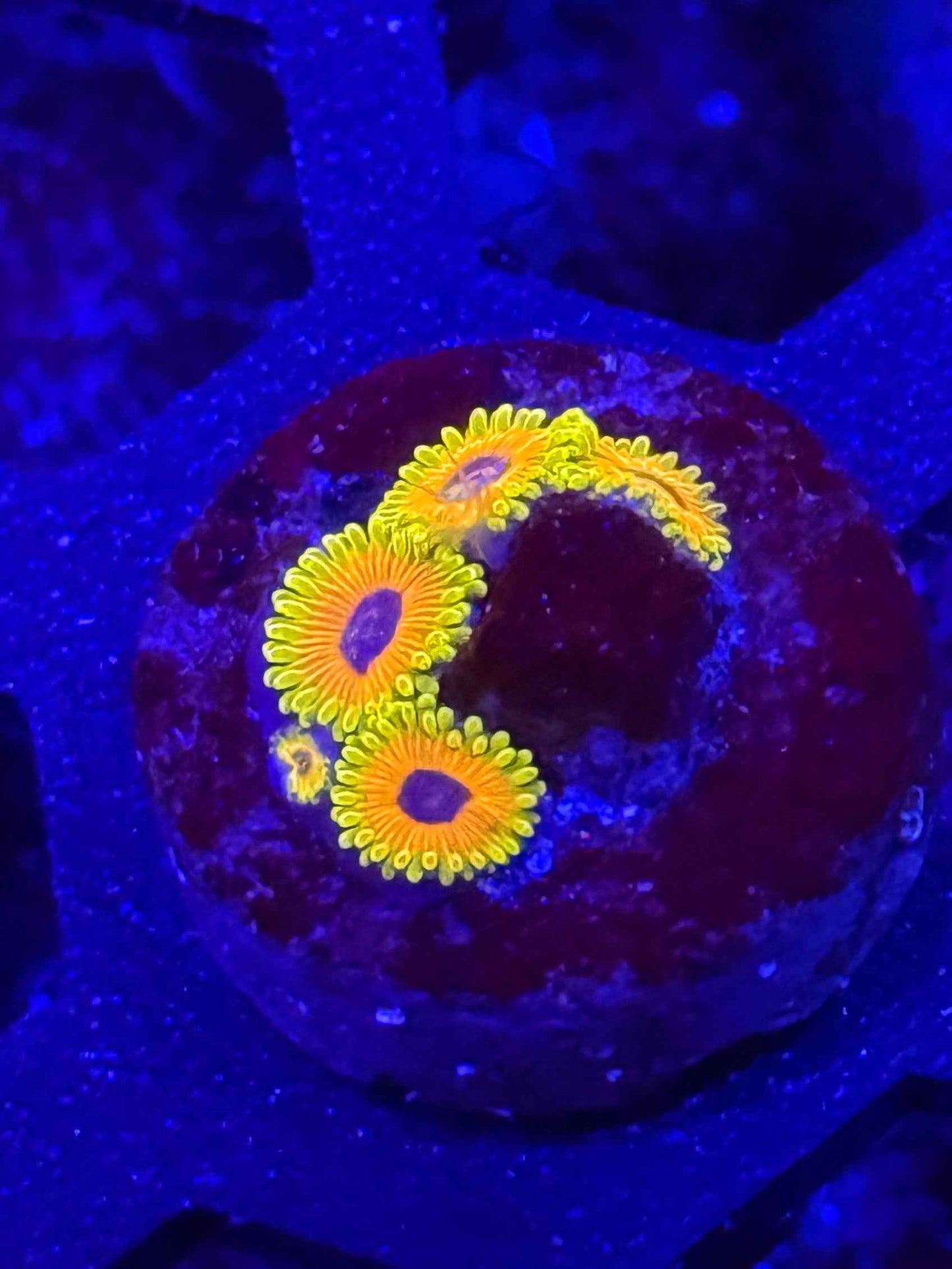 Great Owl Zoas