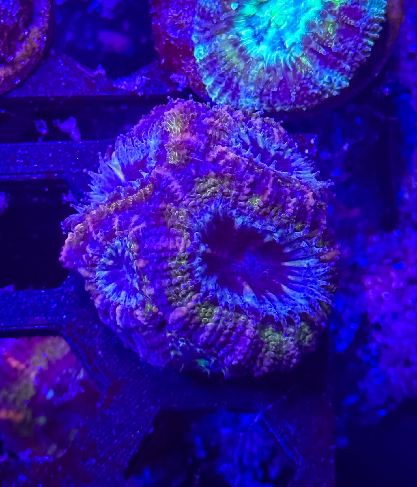 Aussie Acan Lord