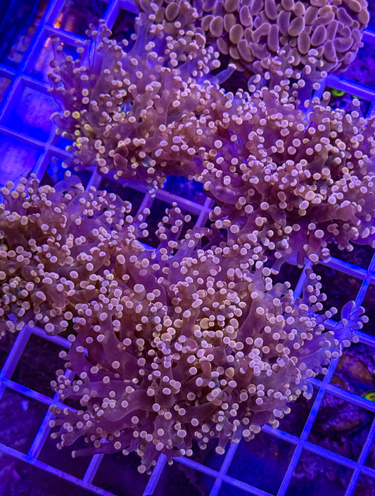 Peach Frogspawn (1 Each)
