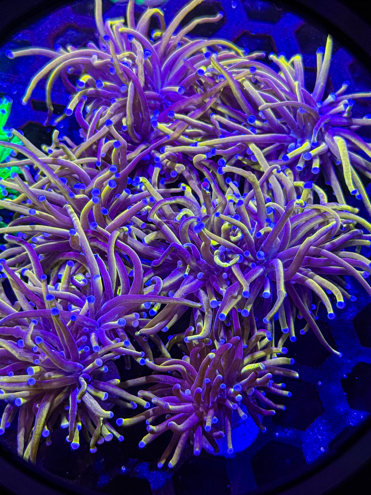 NY Knicks Torch Coral (1 Polyp) – Almost WYSIWYG
