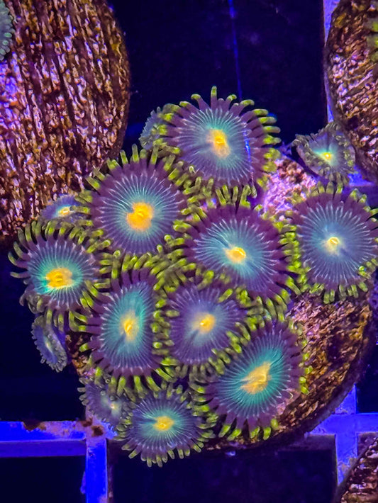 Green Bay Packers Zoas Full Plug