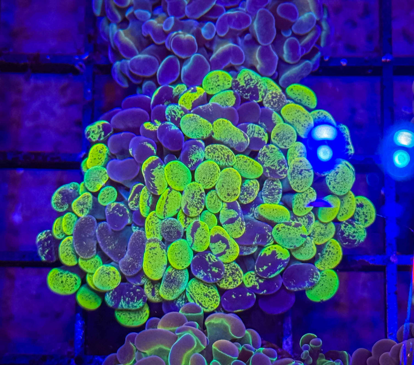 True Yellow Splatter Branching Hammer