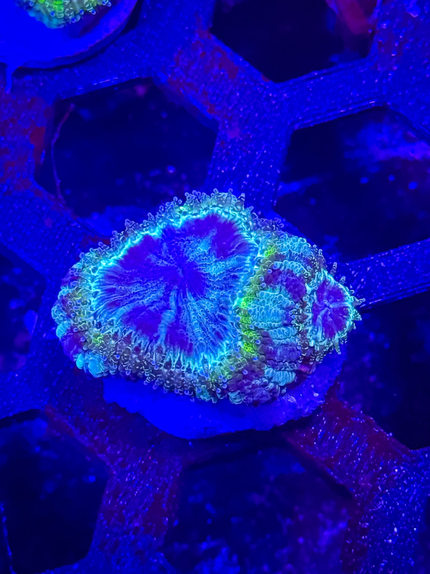 GS Bogus Basin Malaysian Acan Lord